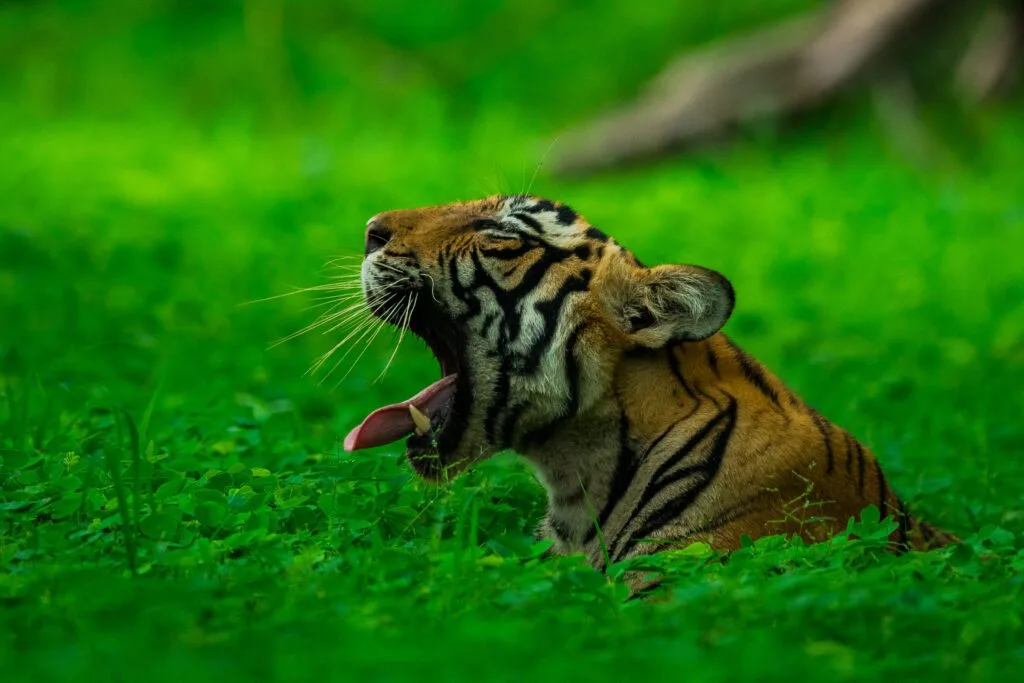 Tiger Stripes in green