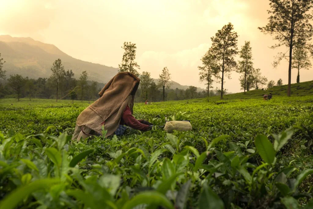 Worker picking tea leaves in tea plantation